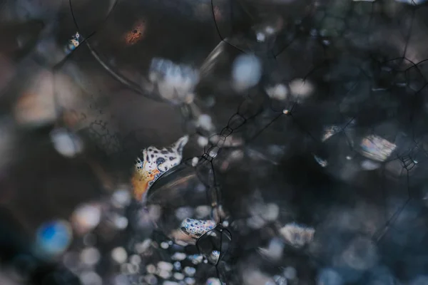 Вибірковий Фокус Зображення Різнокольорових Мильних Бульбашок Ідеально Підходить Фону Шпалер — стокове фото