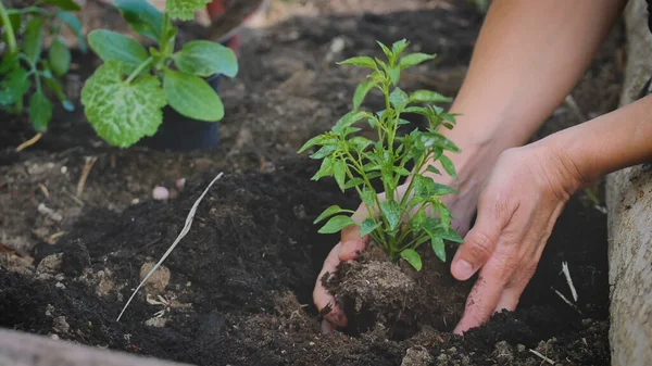 Mano Agricultor Plantando Plántulas Suelo Del Huerto — Foto de Stock