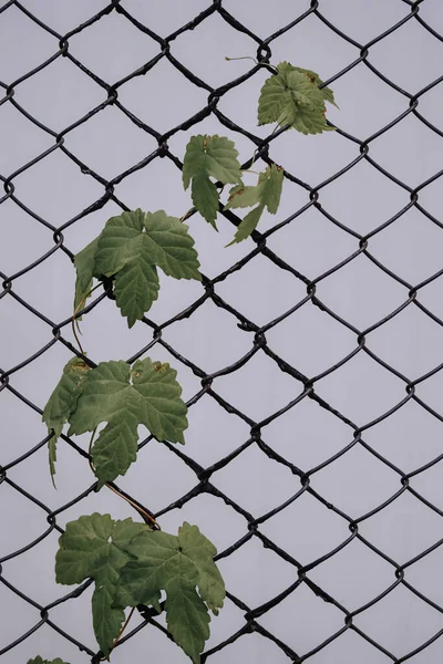 門の上に生えている葉の縦型のクローズアップ — ストック写真
