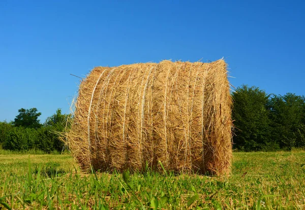 Straw Rolls Fields — Stock Photo, Image