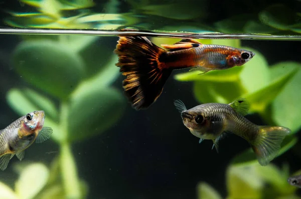 Belo Close Diferentes Tipos Peixes Nadando Lado Das Plantas Decorativas — Fotografia de Stock