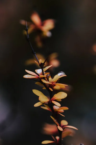 Selective Focus Shot Blooming Barberry Flowers — Stock Photo, Image