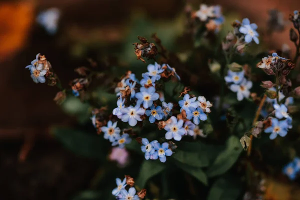 Gros Plan Fleurs Herbes Scorpion Pourpre — Photo