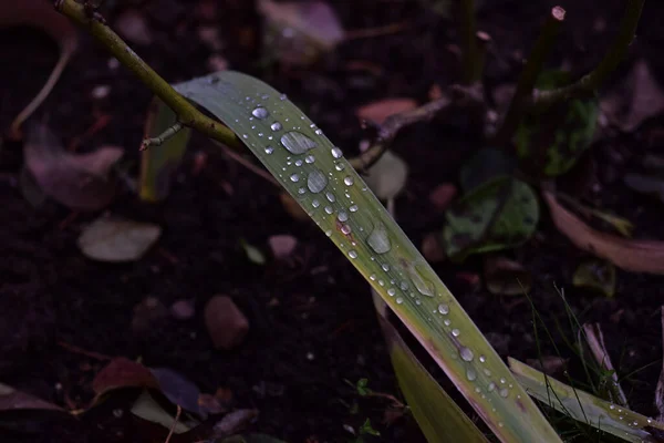 Eine Selektive Fokusaufnahme Von Blättern Die Mit Tautropfen Bedeckt Sind — Stockfoto