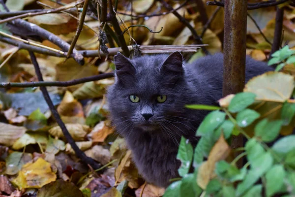 Une Mise Point Sélective Chat Noir Mignon Aux Yeux Verts — Photo