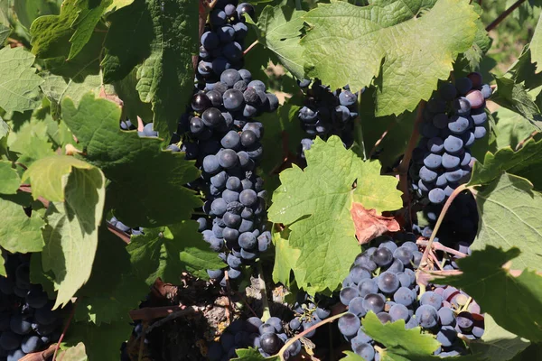 Close Uvas Velhas Vinho Tinto Zinfandel Uma Vinha Dentro Lodi — Fotografia de Stock