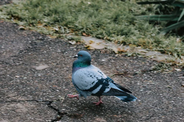 歩道に鳩のロックの選択的フォーカスショット — ストック写真