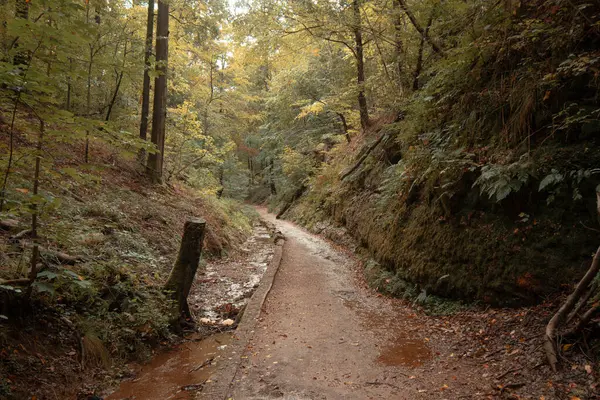 Caminho Estreito Floresta Eisenach Outubro — Fotografia de Stock