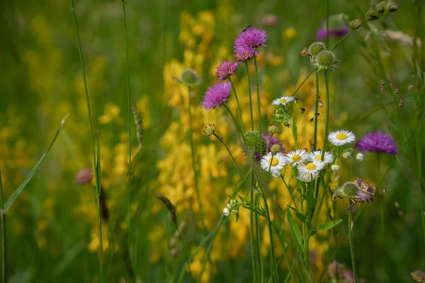野の色鮮やかな野の花のクローズアップ — ストック写真