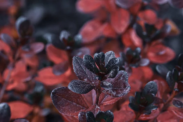 Ένα Κοντινό Πλάνο Όμορφα Σκούρα Φύλλα — Φωτογραφία Αρχείου