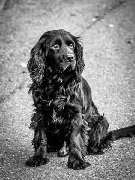 Vertikal Bild Svart Engelsk Cocker Spaniel Sitter Betong Trottoar Med — Stockfoto