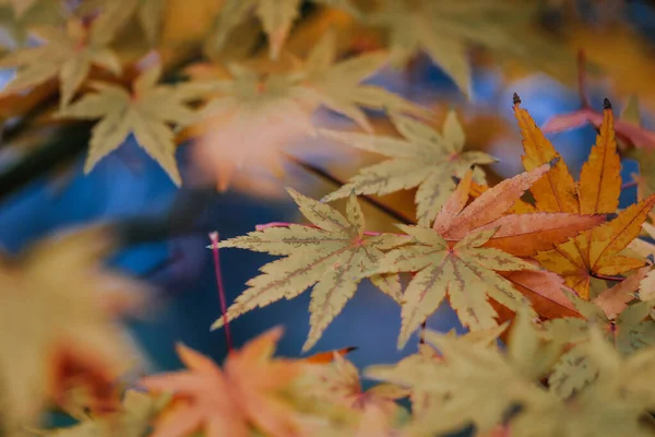 Closeup Shot Beautiful Autumn Leaves — Stock Photo, Image