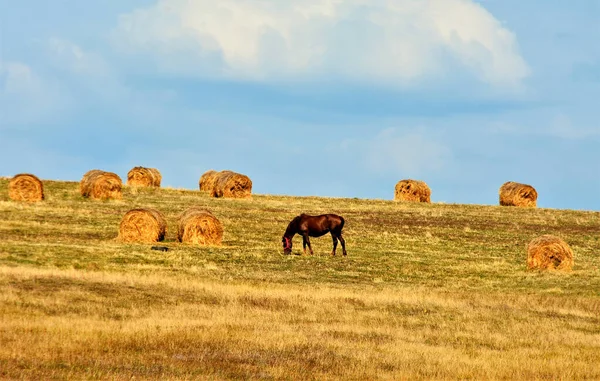 Вид Коня Випасає Полі Між Тюками — стокове фото