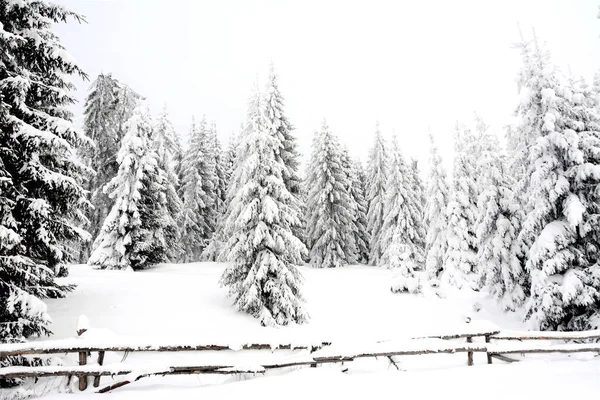 Wooden Fence Trees Field Winter — Stock Photo, Image