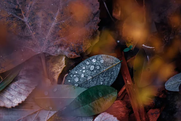 이슬방울로 나뭇잎의 선택적 — 스톡 사진