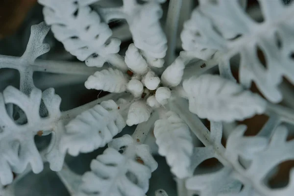 霜の層を持つテクスチャ緑の植物のクローズアップショット — ストック写真
