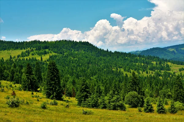 Eine Landschaft Aus Grünem Feld Mit Bäumen Auf Einem Hügel — Stockfoto