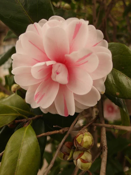 Eine Vertikale Nahaufnahme Einer Schönen Blühenden Rosa Kamelienblume Einem Garten — Stockfoto