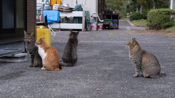 在街上选择性地拍摄猫的焦点 — 图库照片