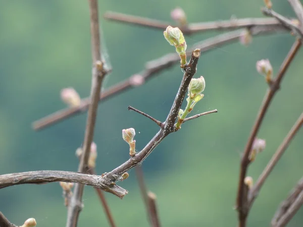 Een Selectieve Focus Shot Van Kleine Bloesems Tak Van Een — Stockfoto