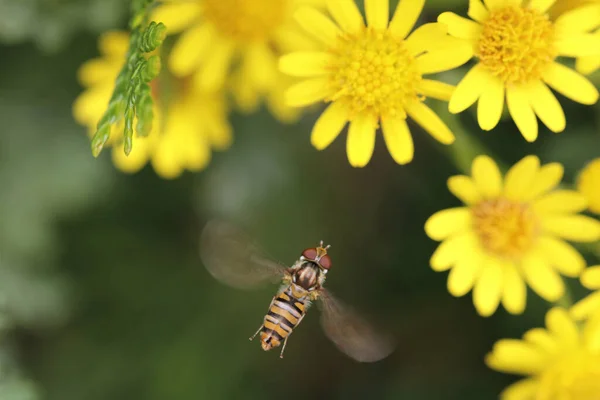 Marmelad Svävar Flyger Nära Gula Blommor — Stockfoto