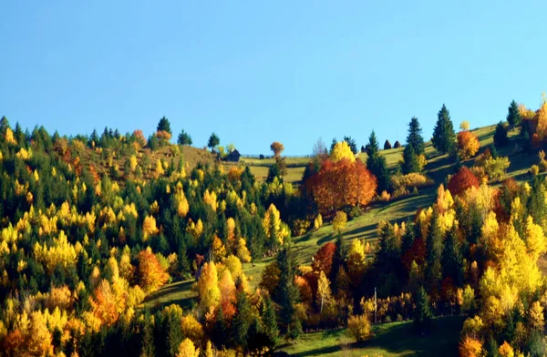Красивый Снимок Красочных Деревьев Пейзаже — стоковое фото