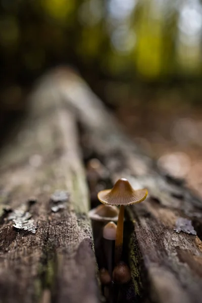 Une Prise Vue Sélective Une Espèce Mycena Champignon Poussant Sur — Photo