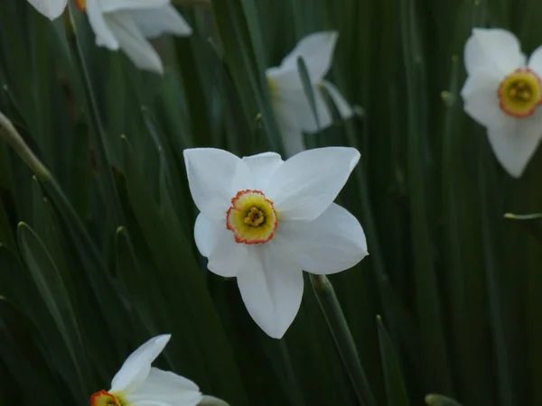 Eine Selektive Fokusaufnahme Schöner Narzissenblüten Einem Garten — Stockfoto