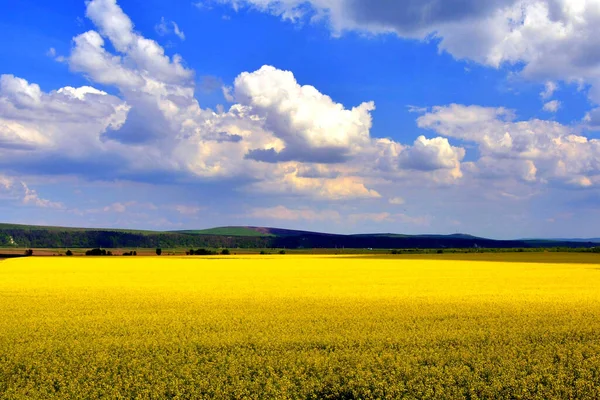 Eine Landschaft Aus Gelben Rapsfeldern Unter Einem Wolkenverhangenen Blauen Himmel — Stockfoto