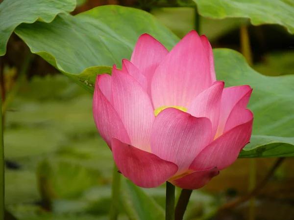 Eine Nahaufnahme Von Rosa Indischem Lotus — Stockfoto