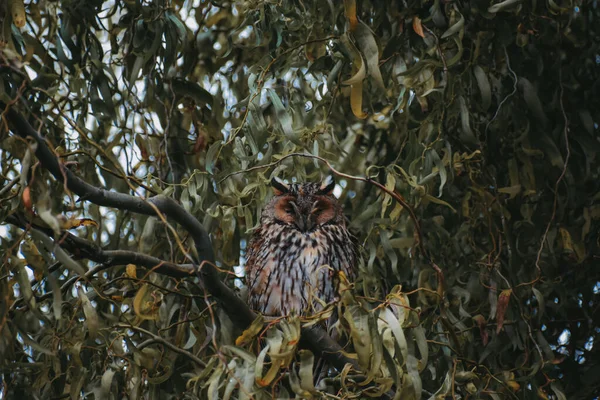 Beau Cliché Hibou Aux Longues Oreilles Perché Dans Les Branches — Photo