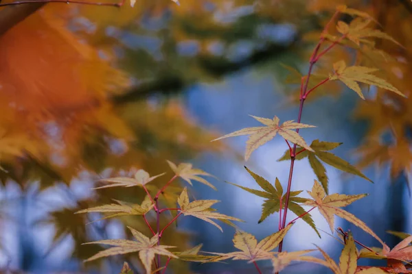 Zbliżenie Ujęcie Pięknych Jasnych Jesiennych Liści — Zdjęcie stockowe
