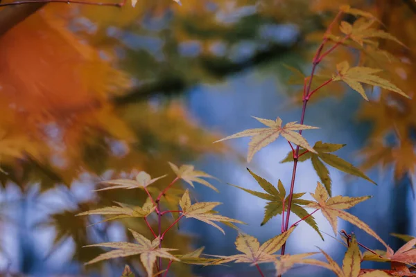 美しい紅葉のクローズアップ — ストック写真