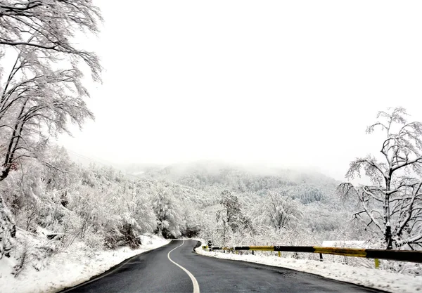 冬季被积雪覆盖的树木环绕的空旷的道路景观 — 图库照片