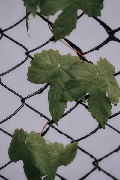 門の上に生えている葉の縦型のクローズアップ — ストック写真