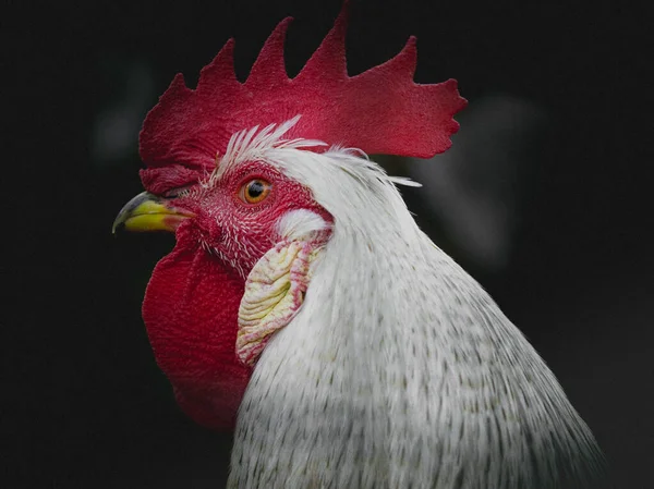 Detailní Záběr Kohouta Farmě Zvíře Rameno Přírodní Domácí Zemědělství — Stock fotografie