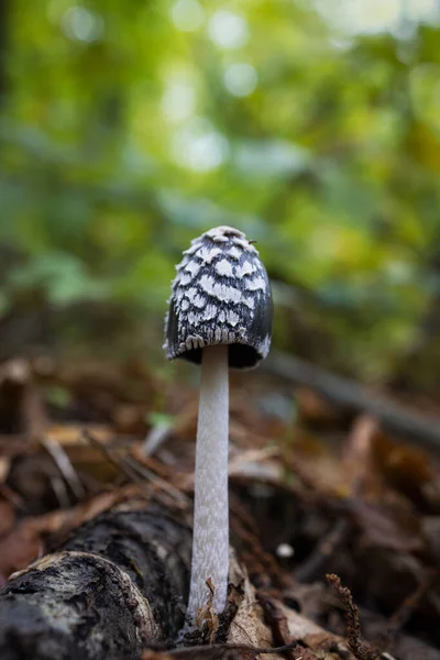 一个特写镜头的拟南芥 栗树林中的蘑菇 — 图库照片