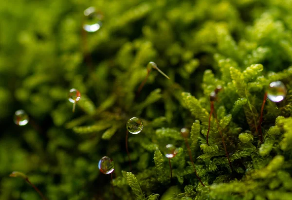 Enfoque Selectivo Gotas Rocío Musgo Verde — Foto de Stock