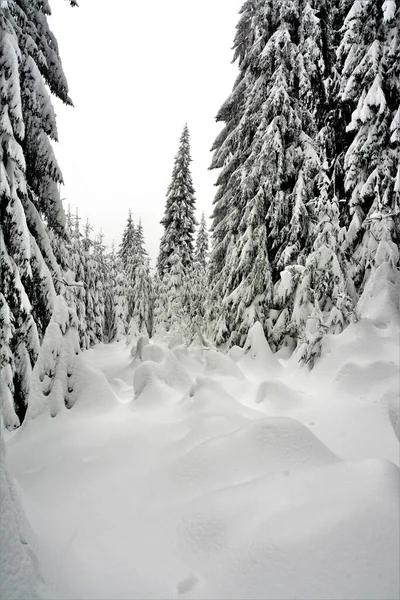 Ein Malerischer Blick Auf Schneeverwehungen Tannenwald Winter — Stockfoto
