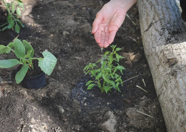 Bondes Hand Släpper Vatten Till Plantor Som Just Planterats Jorden — Stockfoto