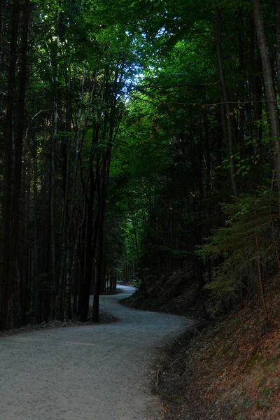 Tiro Vertical Caminho Através Uma Floresta Escura — Fotografia de Stock