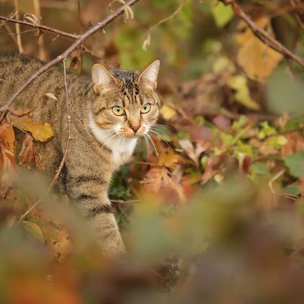 Szelektív Fókuszfelvétel Egy Imádnivaló Macskáról Erdőben — Stock Fotó