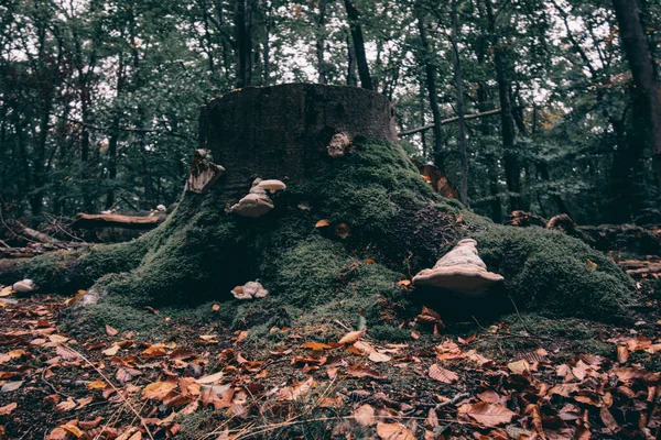 Tocón Árboles Bosque Cerca Eisenach Octubre — Foto de Stock