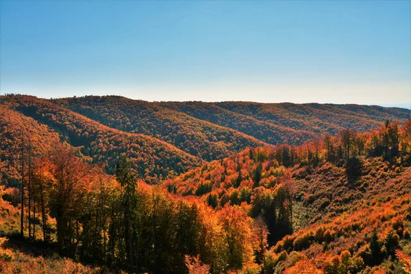 Krajina Oranžových Podzimních Stromů Hoře — Stock fotografie