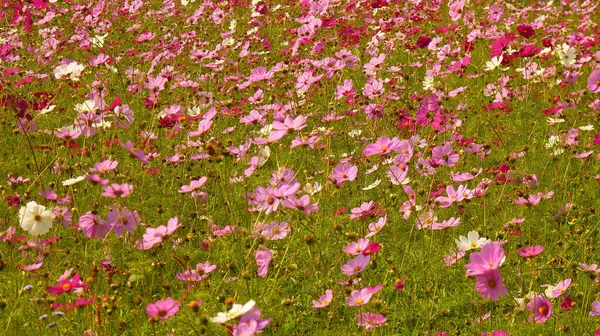 美しいピンクのコスモスの花の選択的フォーカスショット — ストック写真