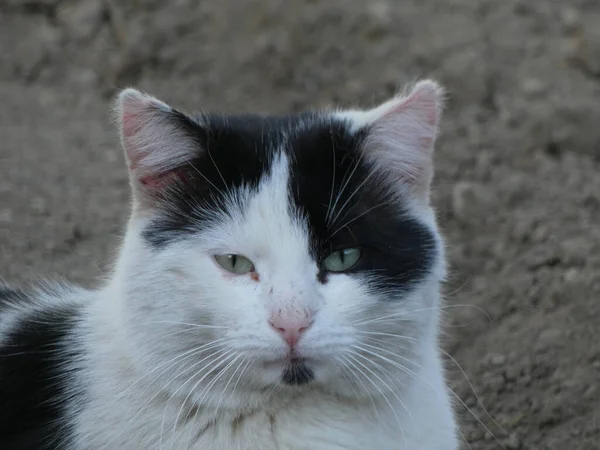 かわいい黒と白の野良猫のクローズアップ — ストック写真