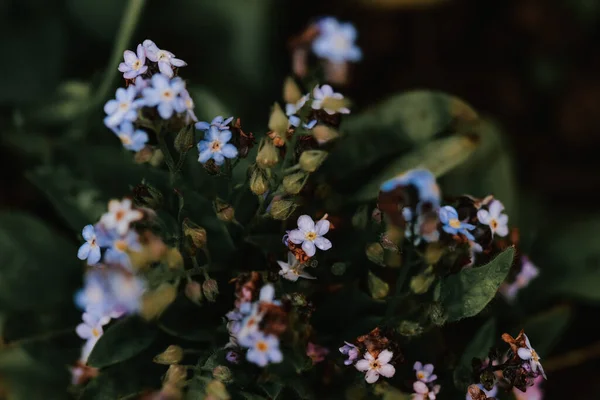 Tiro Seletivo Foco Gramíneas Florescendo Escorpião — Fotografia de Stock