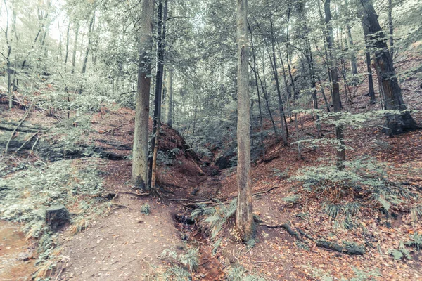 Pavimento Forestale Coperto Uno Strato Foglie Secche Con Alberi Che — Foto Stock