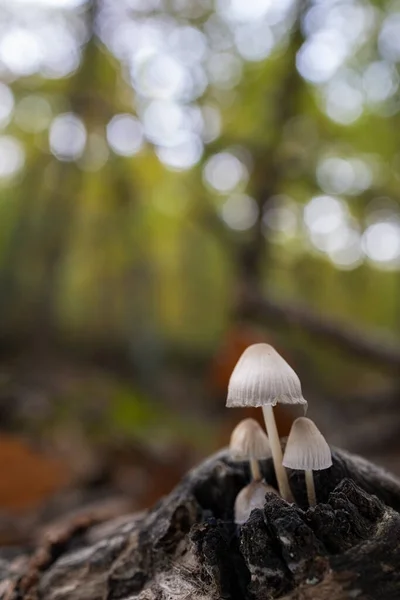 Bir Grup Mycena Yakın Çekimi Kestane Ormanındaki Mantarlar — Stok fotoğraf