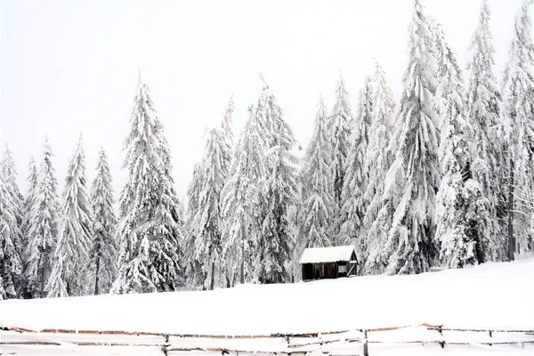 Una Cabaña Entre Abetos Montaña Invierno — Foto de Stock